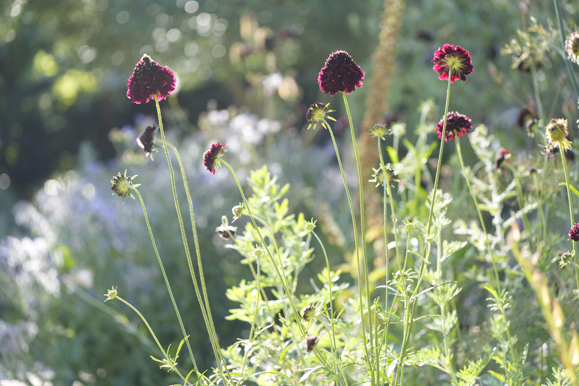 Deep burgundy scabious flowers backlit by afternoon sun in a naturalistic border