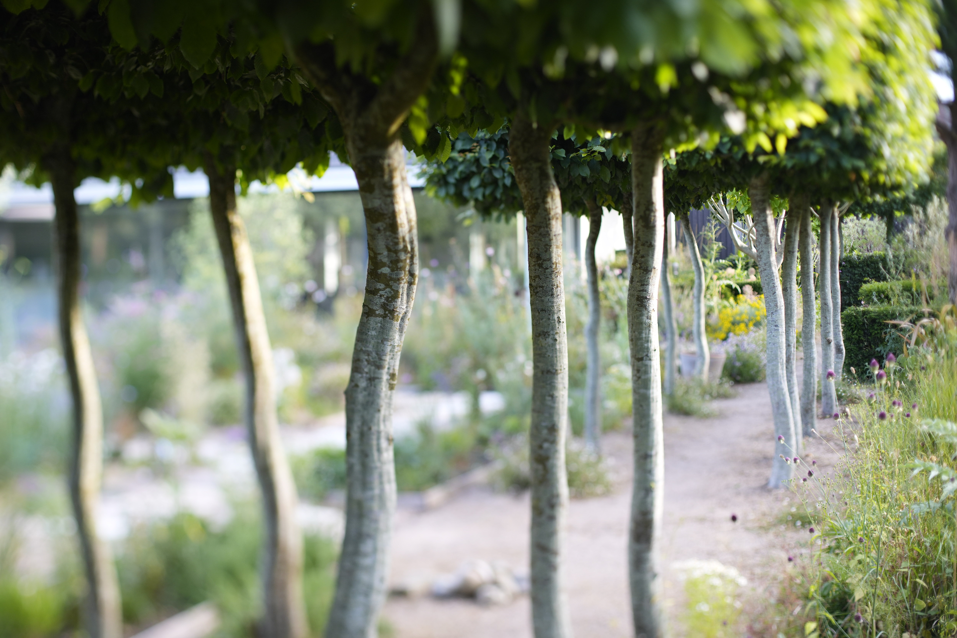 A sunlit gravel path lined with pleached trees creating a natural allée
